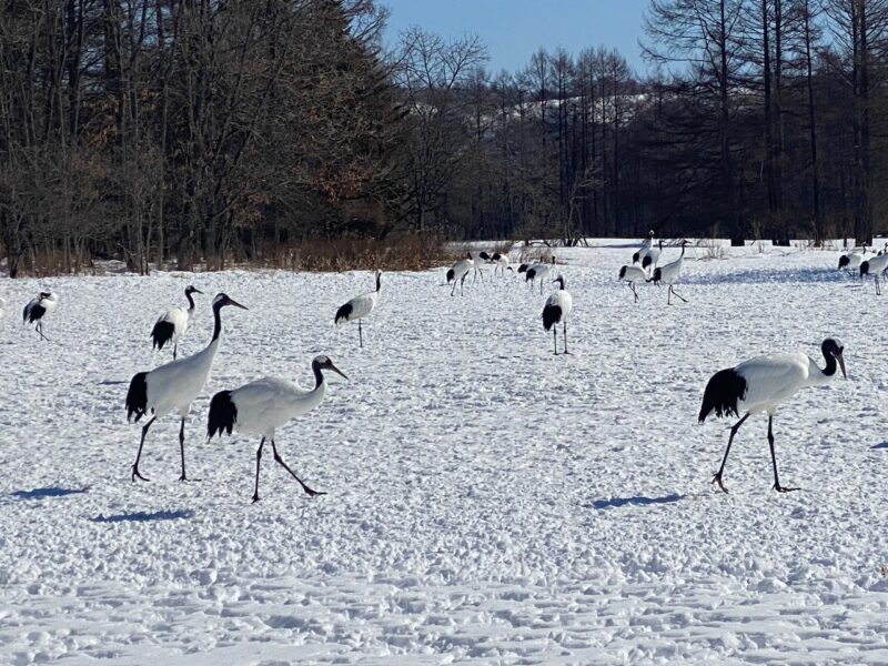 Kushiro, Hokkaido, Japan. Image © PlanetSKI